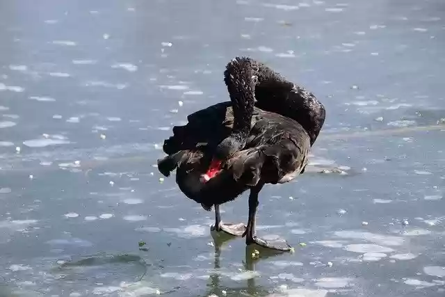 Free download swan bird black swan waterfowl free picture to be edited with GIMP free online image editor
