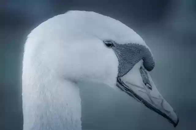 Free download swan bird head beak waterfowl free picture to be edited with GIMP free online image editor