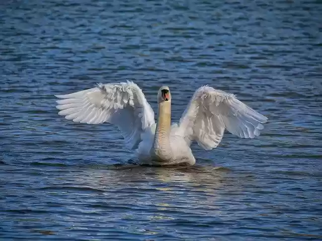 Free download Swan Bird Plumage -  free photo or picture to be edited with GIMP online image editor
