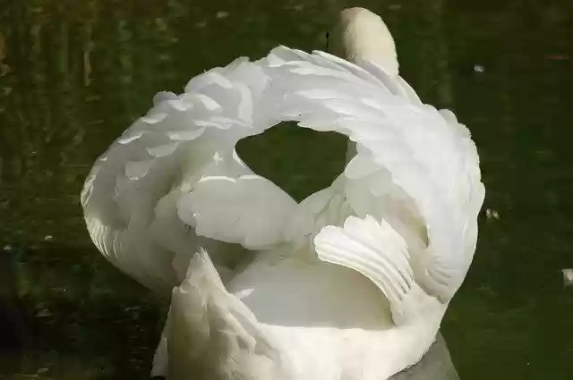 Free download Swan Birds Waterfowl -  free photo or picture to be edited with GIMP online image editor