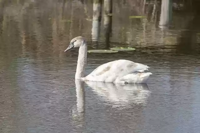 Free download Swan Bird Swim -  free photo or picture to be edited with GIMP online image editor