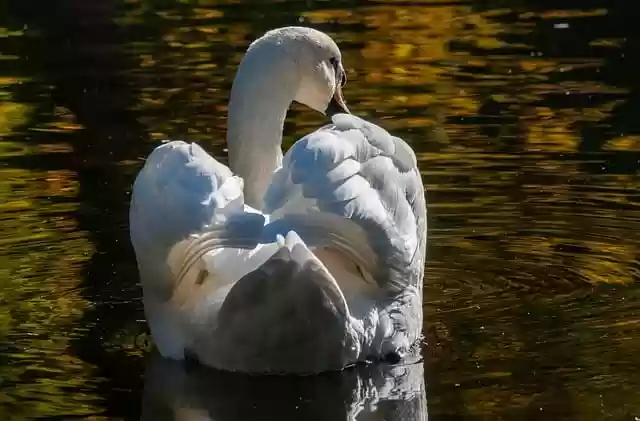 Free download swan bird water bird plumage free picture to be edited with GIMP free online image editor