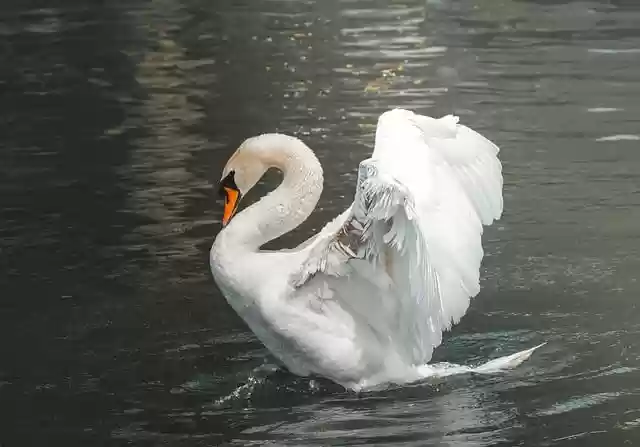 Free download swan bird water spring beauty free picture to be edited with GIMP free online image editor