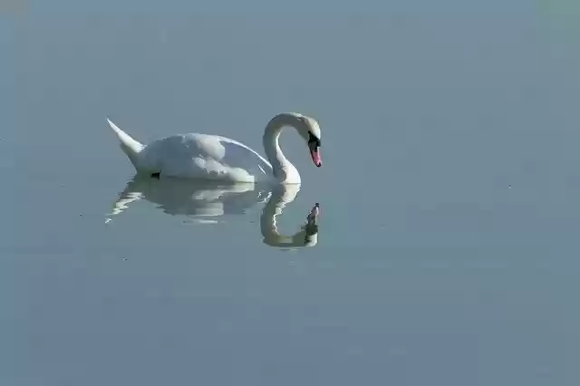 Free download Swan Cam Bird -  free photo or picture to be edited with GIMP online image editor