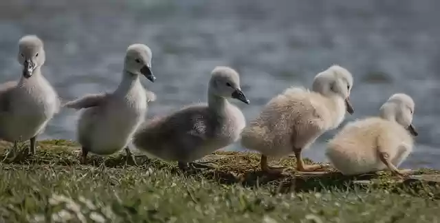 Free download swan chick young swan swim cute free picture to be edited with GIMP free online image editor