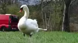 Free download Swan Clean White -  free video to be edited with OpenShot online video editor