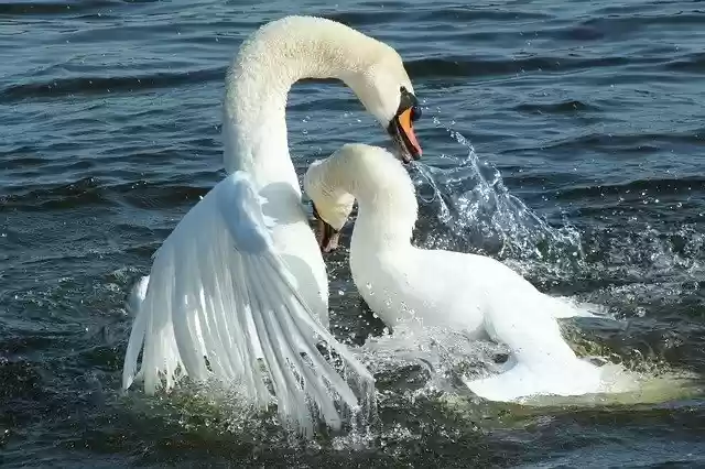 Free download Swan Combat Nature -  free free photo or picture to be edited with GIMP online image editor
