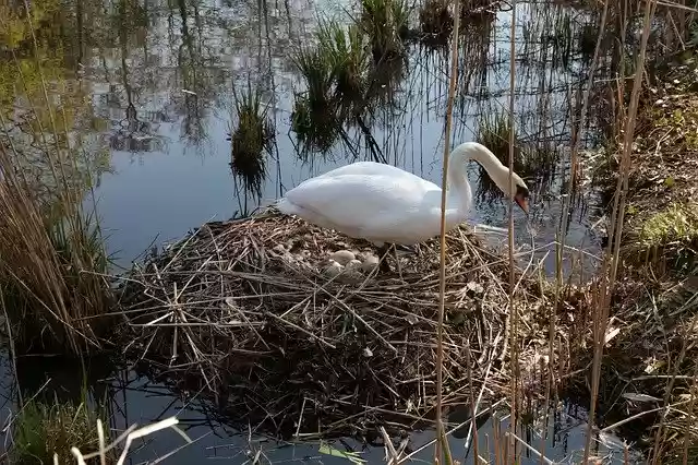 Free download Swan Egg Scrim -  free free photo or picture to be edited with GIMP online image editor