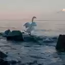 Swan Flapping Its Wings  screen for extension Chrome web store in OffiDocs Chromium