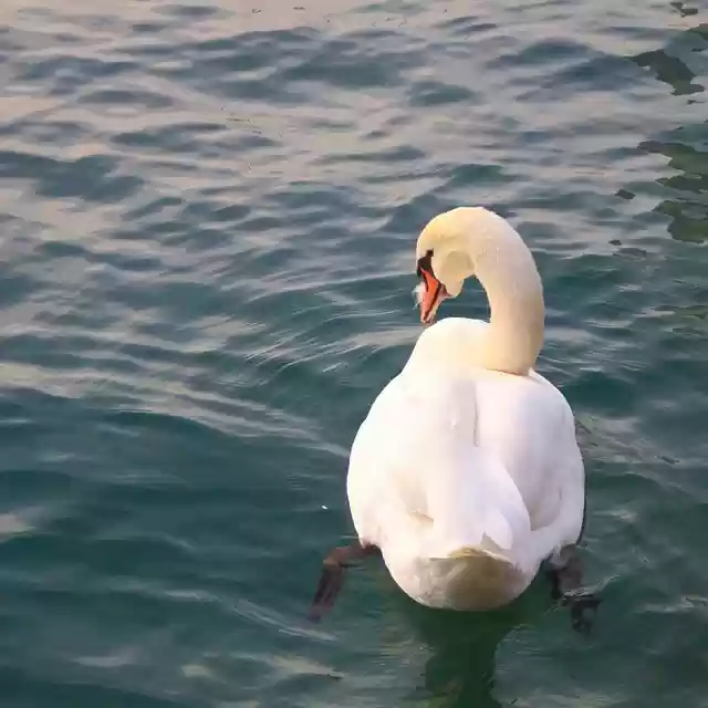 Free download swan plumage bird watching free picture to be edited with GIMP free online image editor