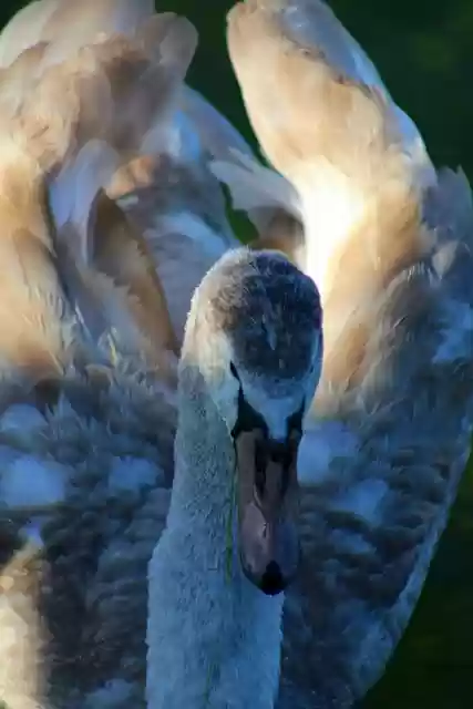 Free download swan plumage cub young swan free picture to be edited with GIMP free online image editor
