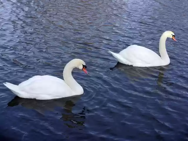 Free download Swan Pond Lake -  free free photo or picture to be edited with GIMP online image editor