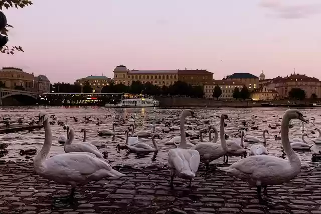 Free download swan river prague eastern europe free picture to be edited with GIMP free online image editor
