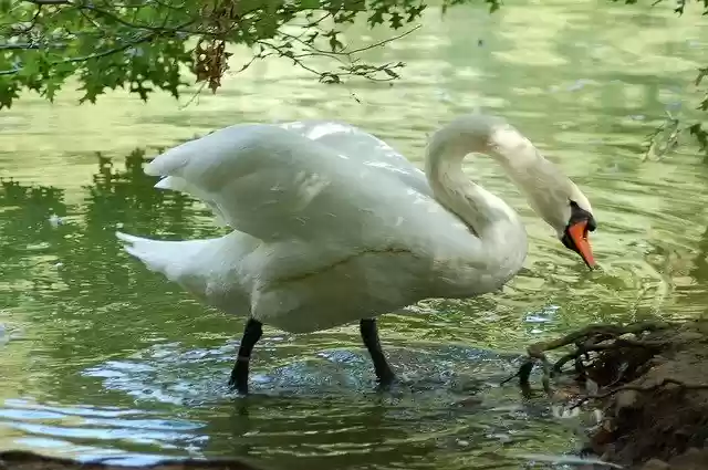 Free download Swan Royal Plumage -  free photo or picture to be edited with GIMP online image editor