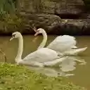 Swans and small lake  screen for extension Chrome web store in OffiDocs Chromium