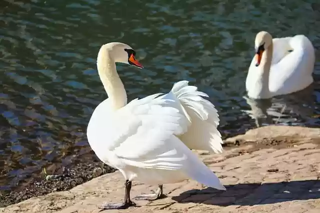 Free download swans beak to stand mute swan free picture to be edited with GIMP free online image editor