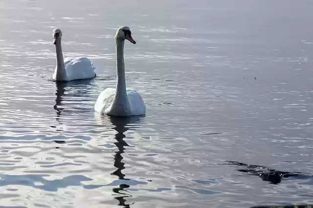 Free download swans birds lake white swans free picture to be edited with GIMP free online image editor
