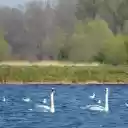 Swans by the blue lake  screen for extension Chrome web store in OffiDocs Chromium