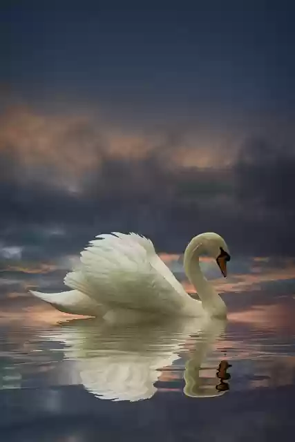 Free download swan seabird lake sunset free picture to be edited with GIMP free online image editor
