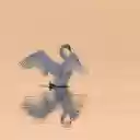 Swans flap their wings  screen for extension Chrome web store in OffiDocs Chromium