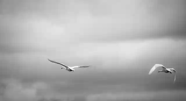 Free download Swan Sky Nature -  free photo or picture to be edited with GIMP online image editor