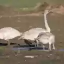 Swans looking for food  screen for extension Chrome web store in OffiDocs Chromium