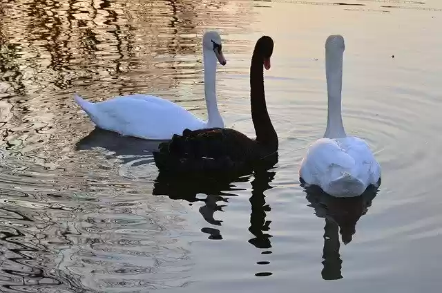 Free download Swans Nature Fidelity -  free free photo or picture to be edited with GIMP online image editor