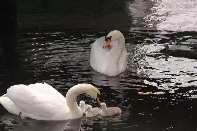 Free download Swans Svanepar Birds free photo template to be edited with GIMP online image editor