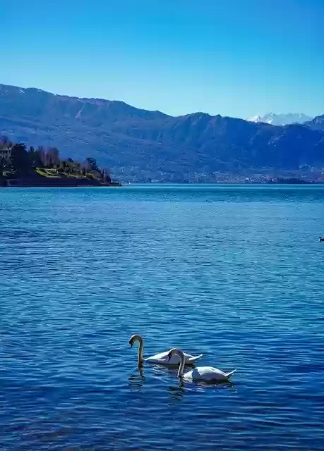 Free download Swans Swan Lake -  free photo or picture to be edited with GIMP online image editor