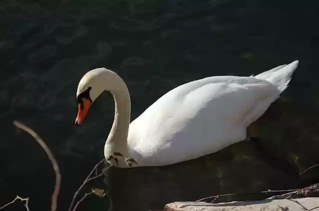 Free download Swan Swans Nature free photo template to be edited with GIMP online image editor