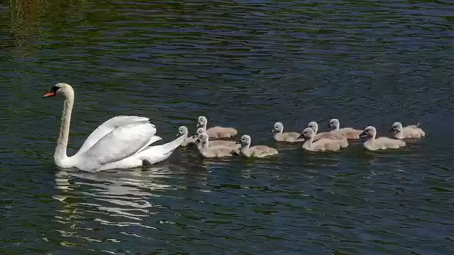 Free download Swan The Brood Animal -  free photo or picture to be edited with GIMP online image editor