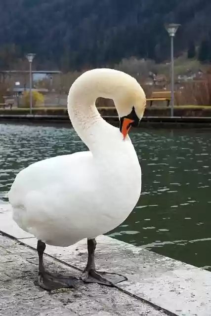 Free download swan water bird cute wildlife free picture to be edited with GIMP free online image editor