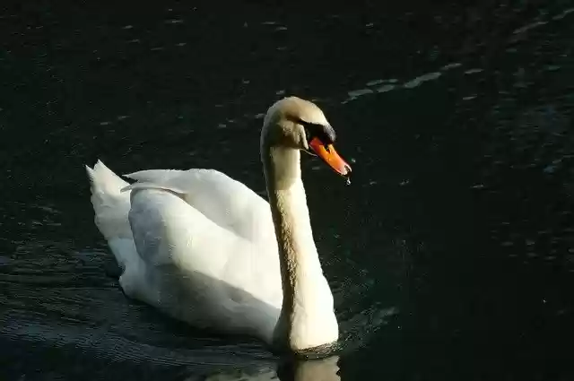 Free download Swan Water Birds Feather -  free photo or picture to be edited with GIMP online image editor
