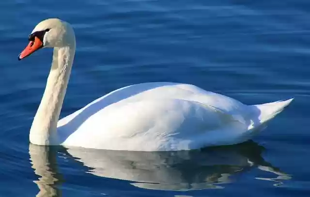 Free download swan waterfowl nature water lake free picture to be edited with GIMP free online image editor
