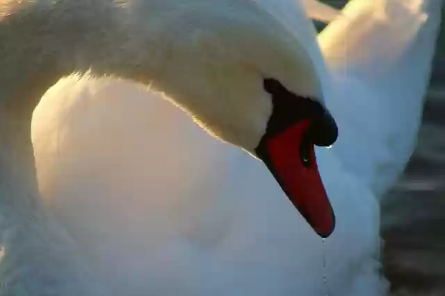 Free download swan waterfowl plumage wildlife free picture to be edited with GIMP free online image editor