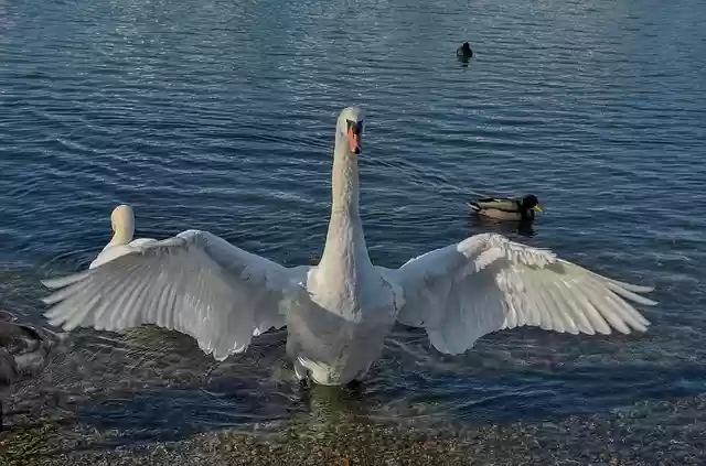 Free download Swan Water Lake free photo template to be edited with GIMP online image editor