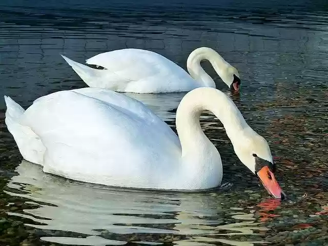 Free download Swan Water Sea -  free photo or picture to be edited with GIMP online image editor