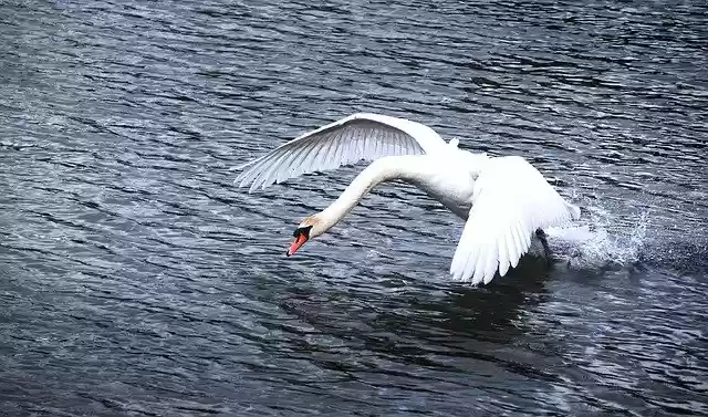 Free download Swan Water Start -  free photo or picture to be edited with GIMP online image editor