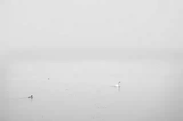 Free download Swan White Fog -  free photo or picture to be edited with GIMP online image editor