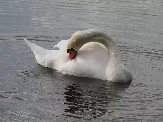 Free download Swan White Lake -  free free photo or picture to be edited with GIMP online image editor