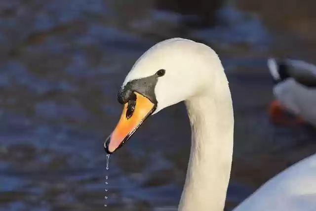 Free download swan white swan waterbird waterfowl free picture to be edited with GIMP free online image editor