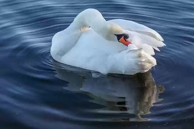 Free download Swan Winter Water -  free photo or picture to be edited with GIMP online image editor
