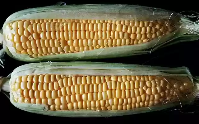 ดาวน์โหลดฟรี Sweet Corn Vegetable Healthy Food - รูปภาพหรือรูปภาพที่จะแก้ไขด้วยโปรแกรมแก้ไขรูปภาพออนไลน์ GIMP ได้ฟรี