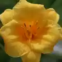 Sweet flower  screen for extension Chrome web store in OffiDocs Chromium