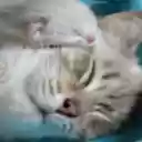 Sweet Kittens  screen for extension Chrome web store in OffiDocs Chromium