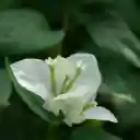 sweet potato flowers  screen for extension Chrome web store in OffiDocs Chromium