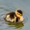 Swimming Duck  screen for extension Chrome web store in OffiDocs Chromium Swimming Duck  screen for extension Chrome web store in OffiDocs Chromium