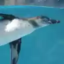 Swimming Penguin  screen for extension Chrome web store in OffiDocs Chromium
