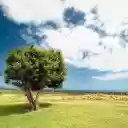 Sycamore tree on the lawn  screen for extension Chrome web store in OffiDocs Chromium