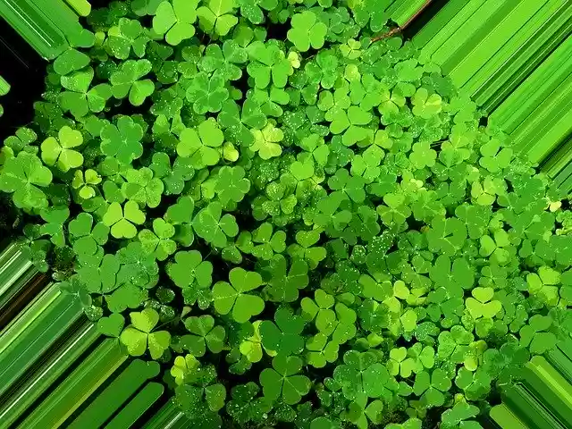 Free download Sylvester Lucky Clover Klee -  free illustration to be edited with GIMP free online image editor